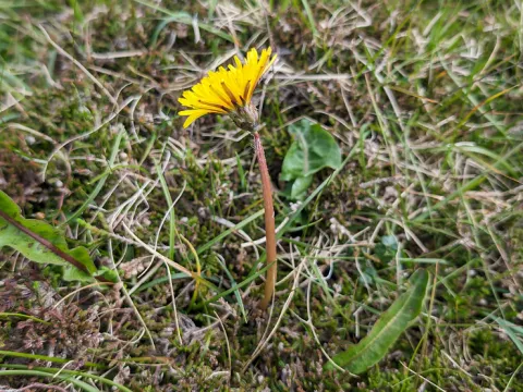 Spotted dandelion