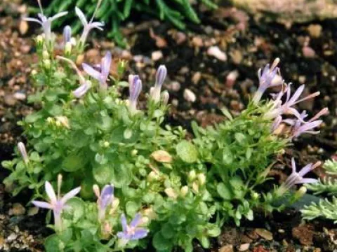 Campanula asperuloides