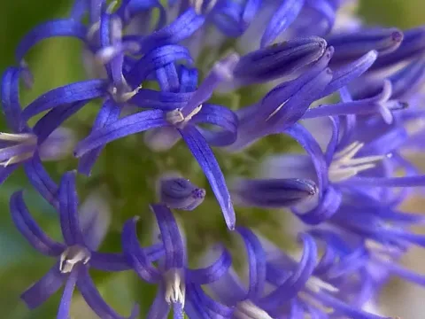 Jacquin's bellflower