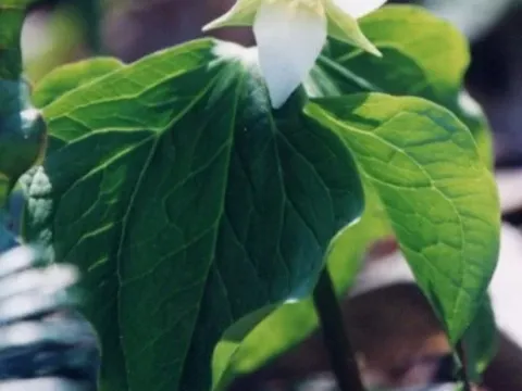 Trillium camschatcense