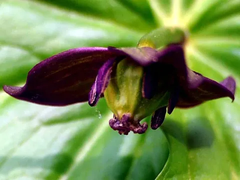 Trillium smallii