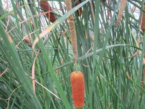 Рогіз ліонський