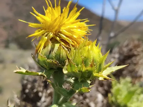 Arborescent safflower