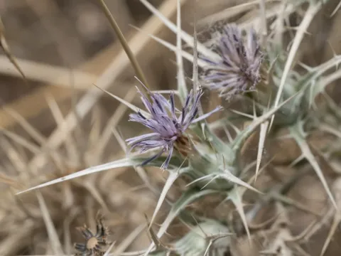 Carthamus dentatus
