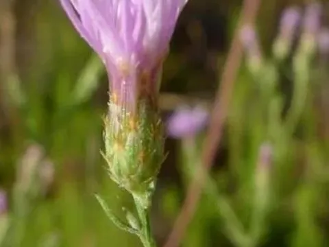 Centaurea aristata