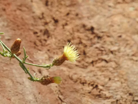 Centaurea argentea