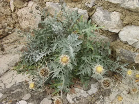 Centaurea clementei