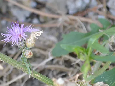 Centaurea glaberrima