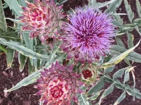 Baetic artichoke