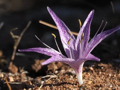 Colchicum variegatum