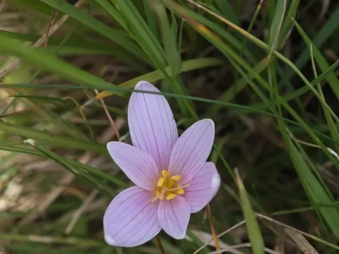 Alpine meadow-saffron