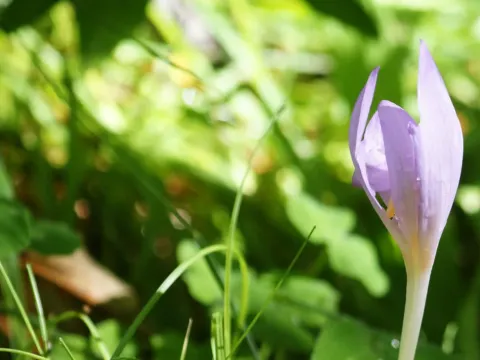 Colchicum arenasii