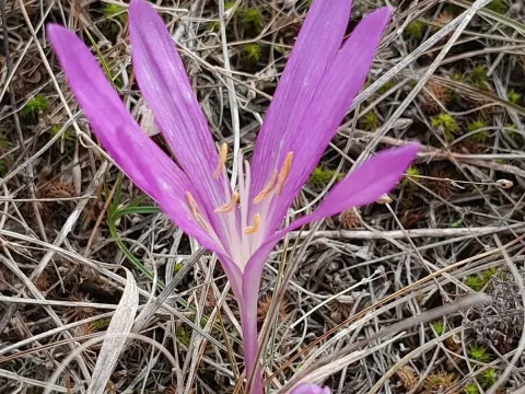 Sand crocus