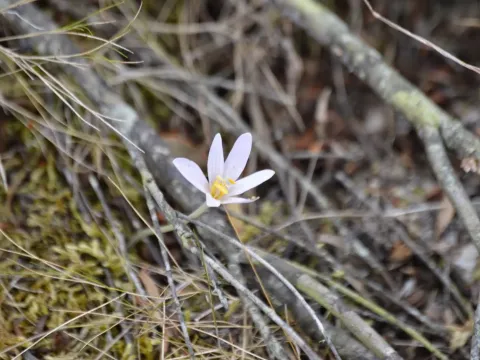 Corsican meadow saffron