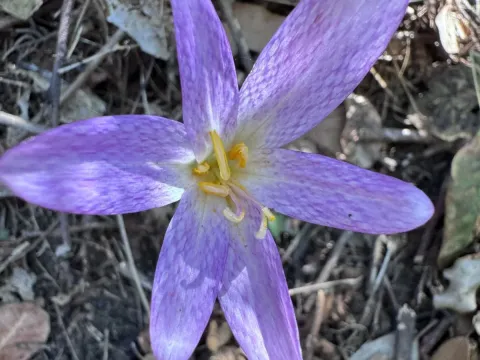 Colchicum lusitanum