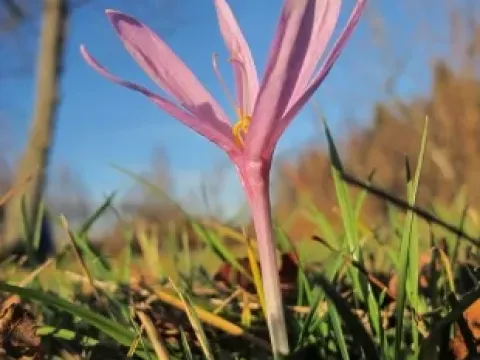 Colchicum nanum
