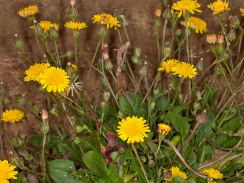 Crepis bellidifolia
