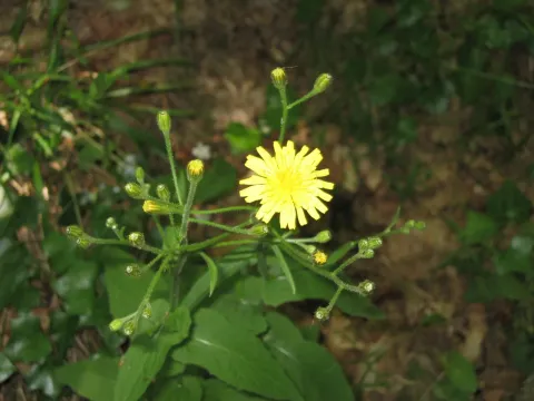 Crepis lampsanoides