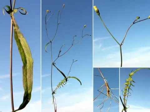 Crepis leontodontoides