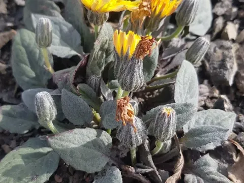 Pygmy hawksbeard