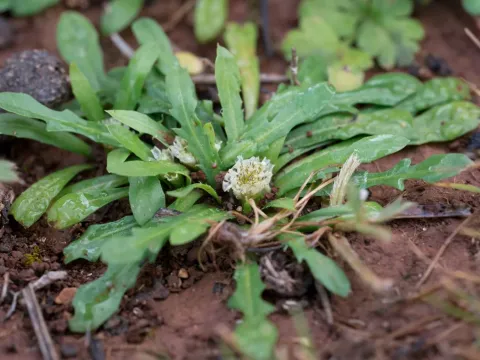 Crepis pusilla