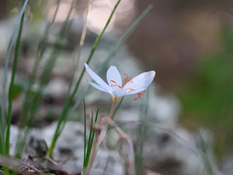 Crocus tournefortii