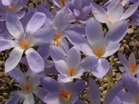 Crocus salzmannii