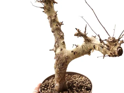 Commiphora kataf