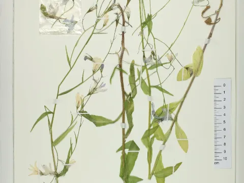 Campanula baumgartenii