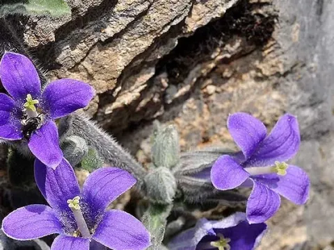 Campanula celsii