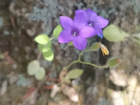 Dichotomous bellflower