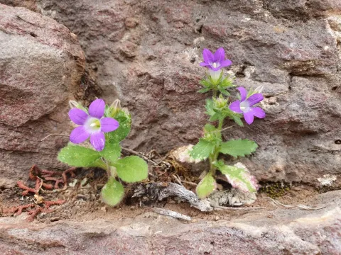 Campanula drabifolia