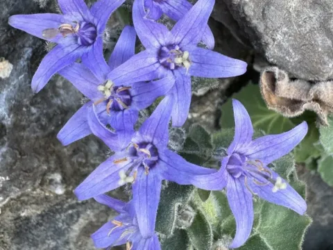 Campanula elatinoides