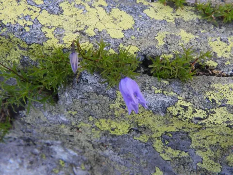 Campanula excisa