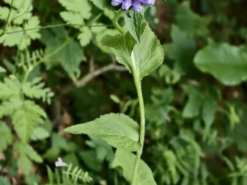 Leafy bellflower