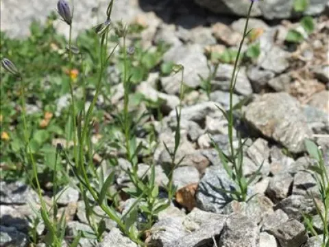 Long-sepaled bellflower
