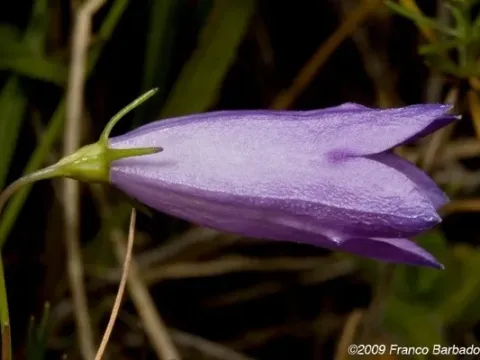 Campanula pseudostenocodon