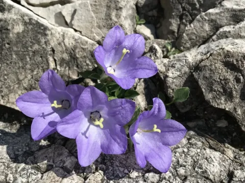 Rainer's Bellflower