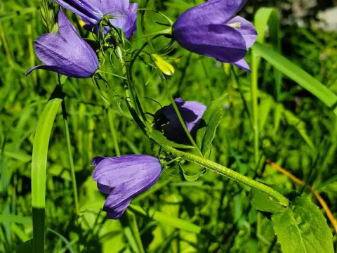 Rhomboid bellflower