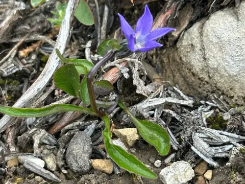 Arctic bellflower