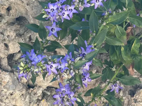 Balkan bellflower