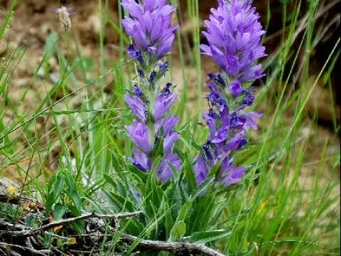 Campanula stenocodon
