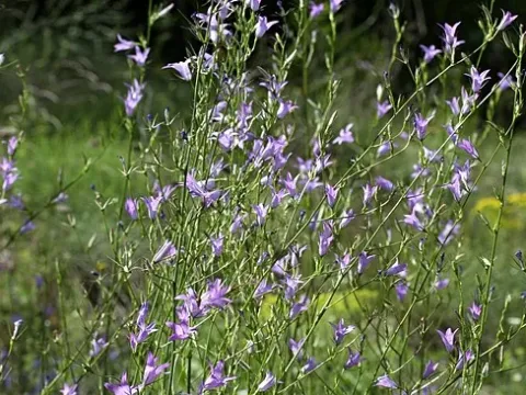 Spreading bellflower