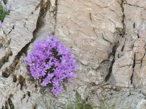 Greek rock bellflower