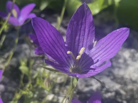 Branching bellflower