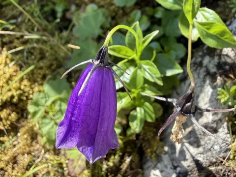 Dark bellflower