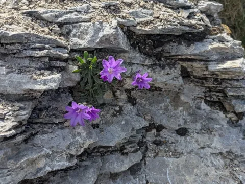 Campanula oreadum