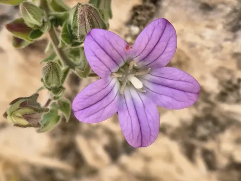 Soft bellflower