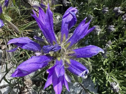 Campanula lingulata