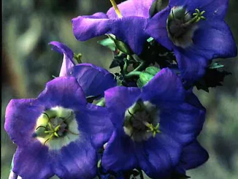 Campanula laciniata
